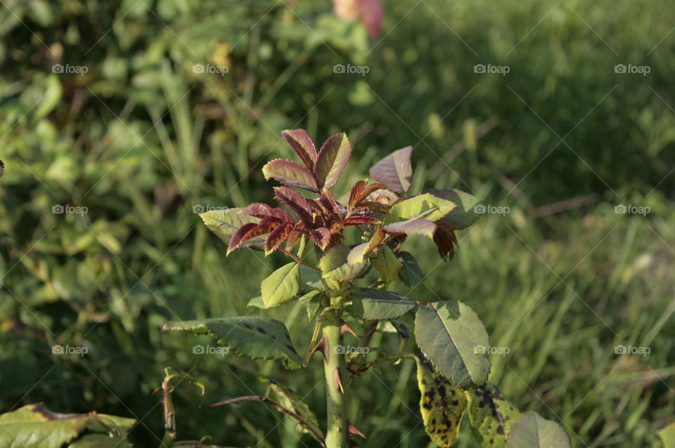 flower