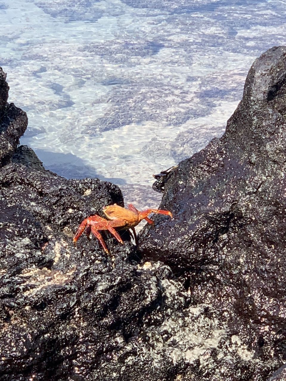 Caranguejo 