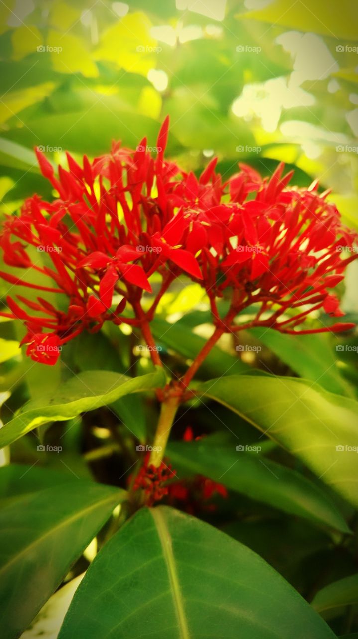 Red multi Flower