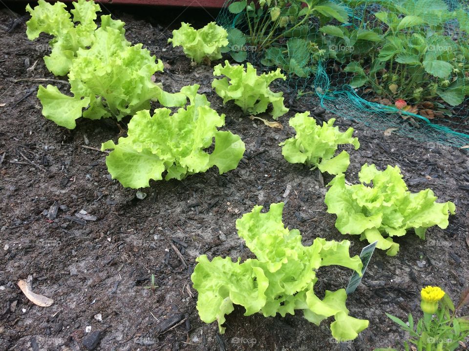 Curly green lettuce growth