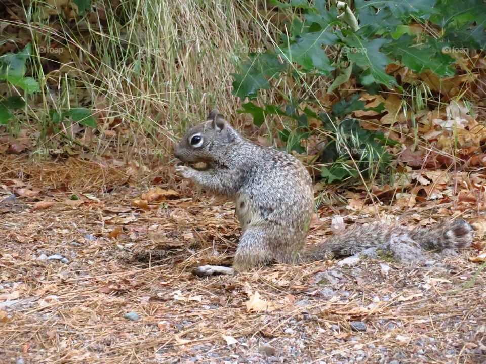 Rock squirrel in Bandelier National Monument
