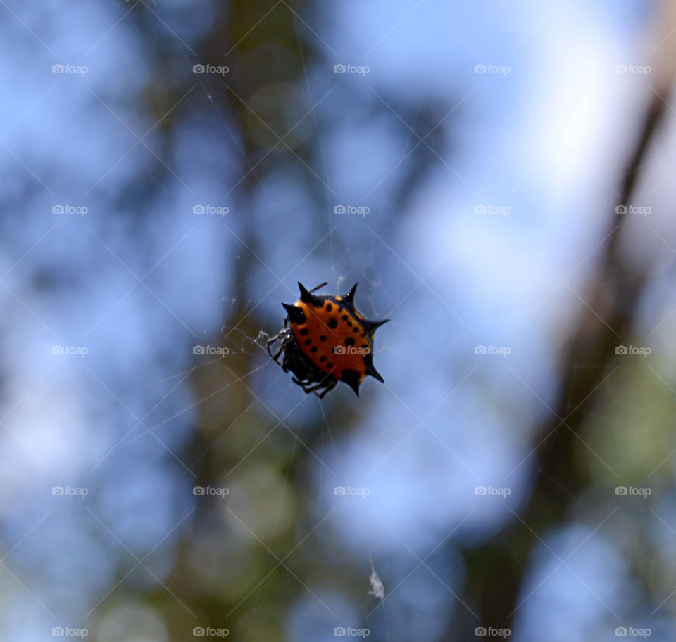 macro of a spider