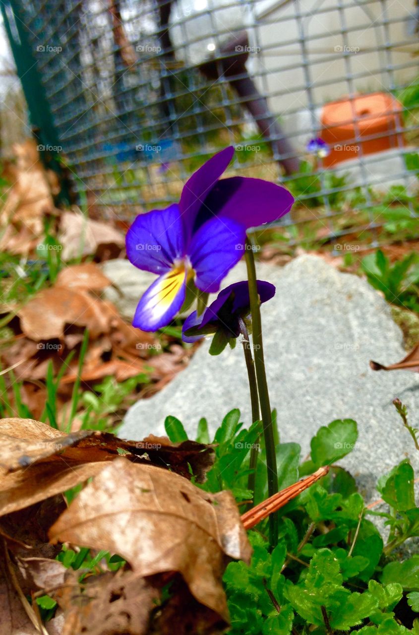First flower of Spring. Pansy blooming through the leaves   Purple blue in color   Brown leaves   Garden rock nearby   Wire fencing visible   Lots of garden work to do