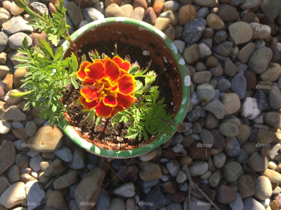 First marigold bloom