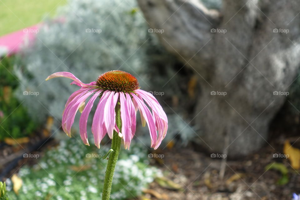 A  coneflower in the urban garden.
