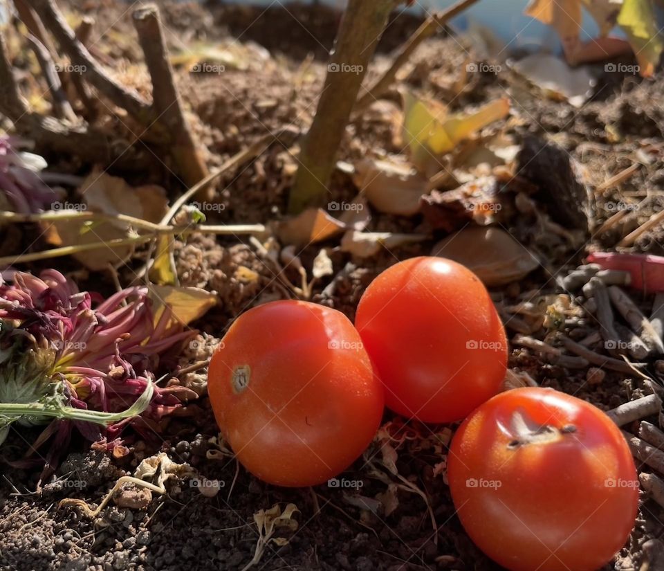 Tomato tells the truth 