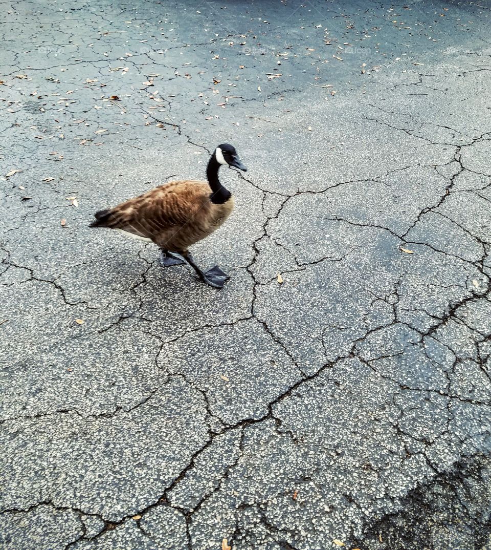 Goose in the road