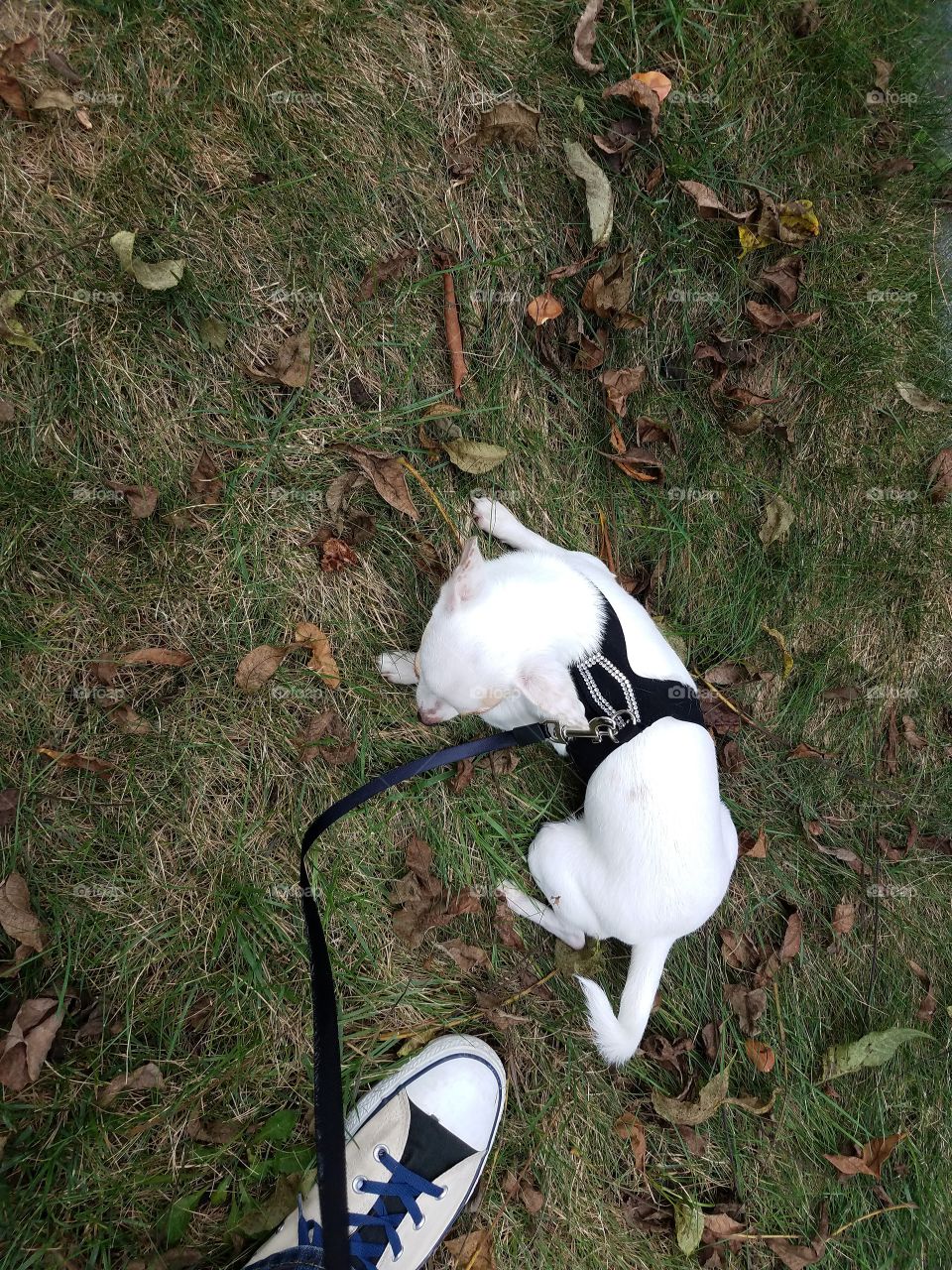 Chickie goes for a walk