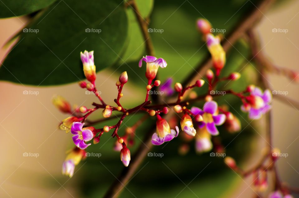 star fruit flower