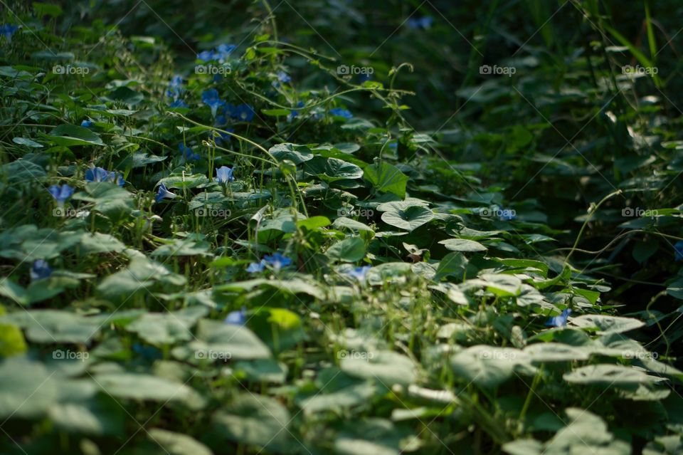 Flowers in backyard