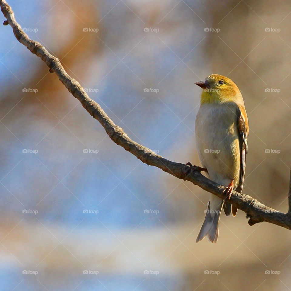 A goldfinch taking a break in the warm glow of the sun 