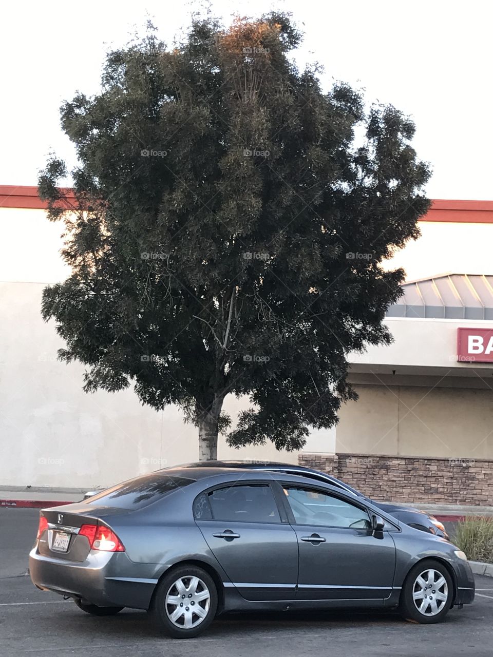 A tree and two vehicles in the parking lot near a supermarket.