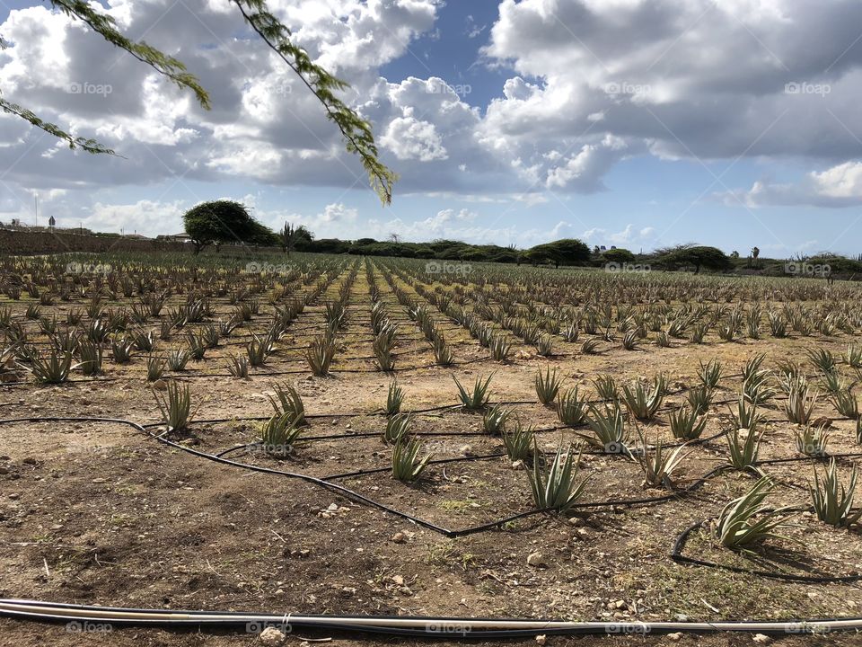 Aloe plantation Aruba 