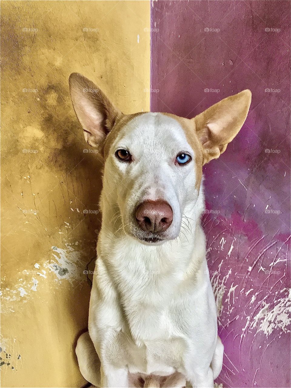 Portrait of unique dog with heterochromia, colourful eyes posing at bright wall. 