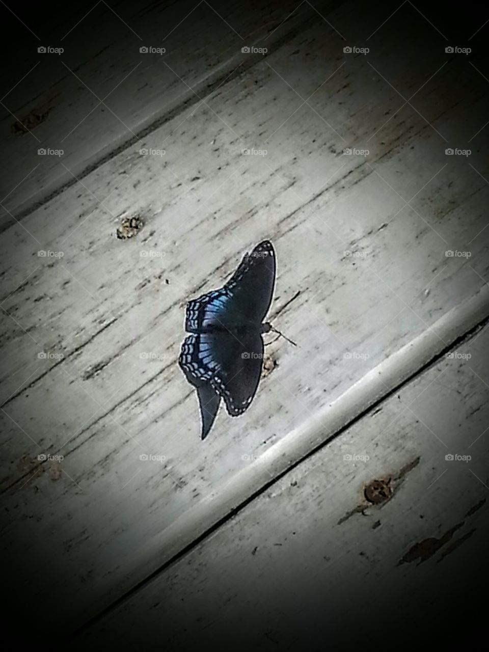 Blue Butterfly Beauty. Beautiful blue butterfly in Rockbridge, Ohio.