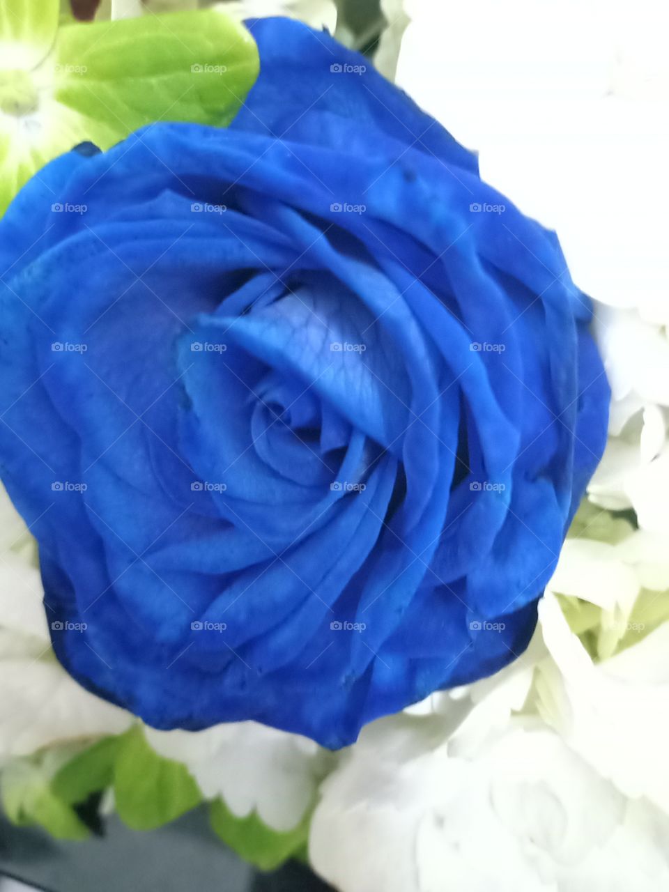 blue rose