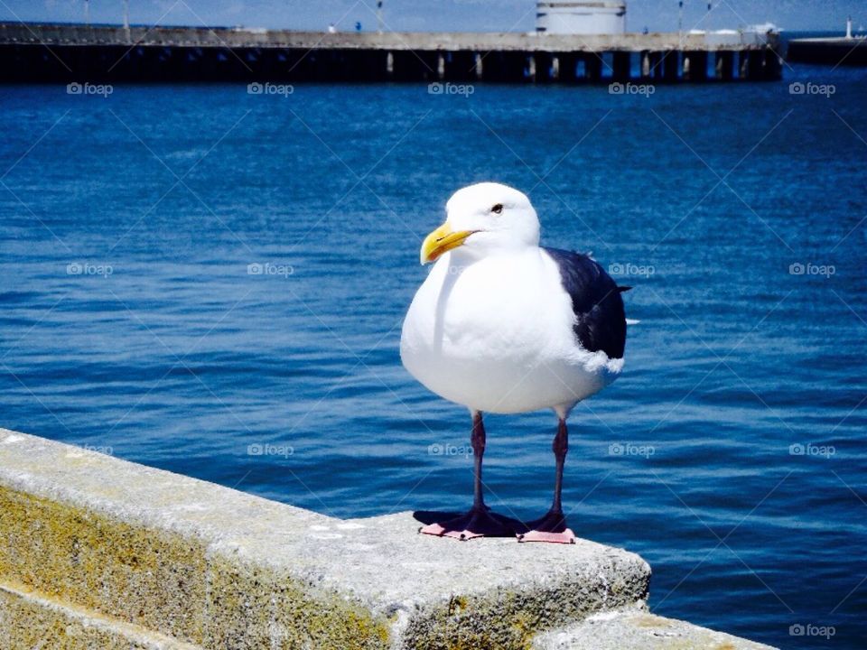 Seagull, Fishermans Wharf, San Francisco