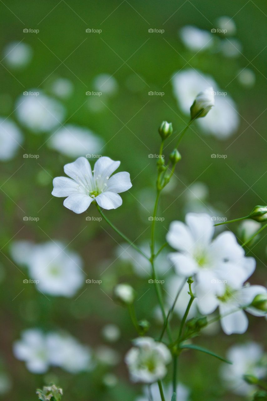 Isolated view of Baby’s Breath against a blurred green background in springtime -portrait