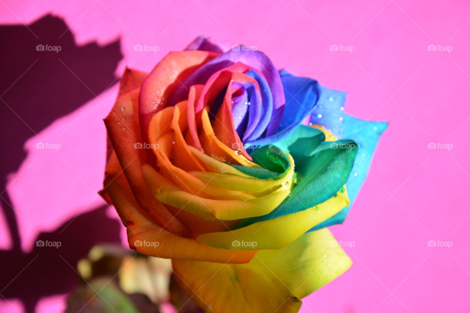 Rainbow rose