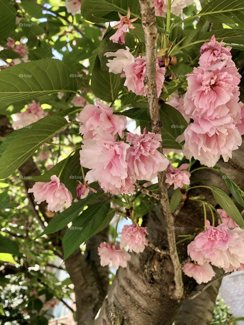 Soft pink flowers - cherry tree blooming 
