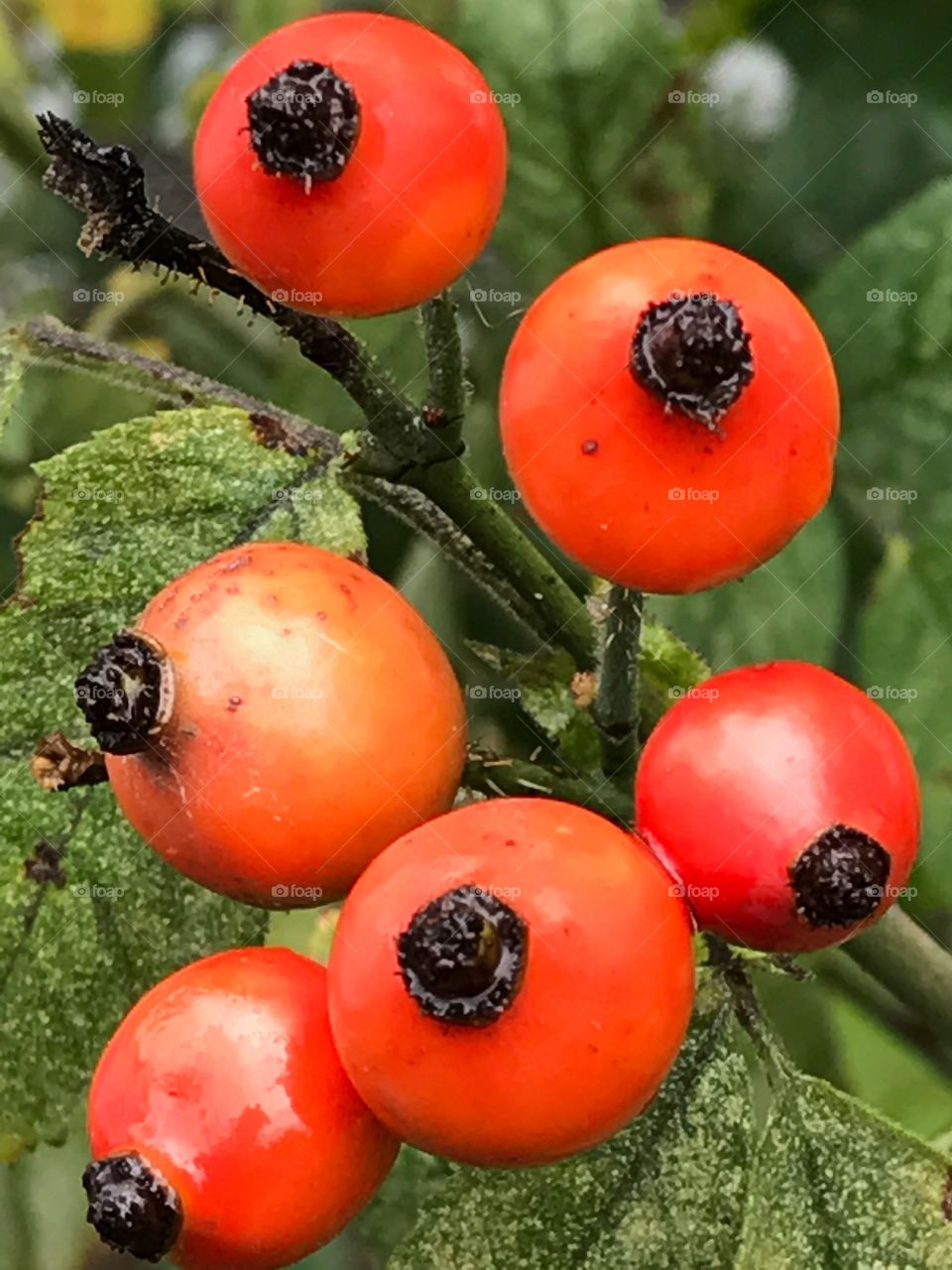 Fruit, No Person, Berry, Grow, Leaf