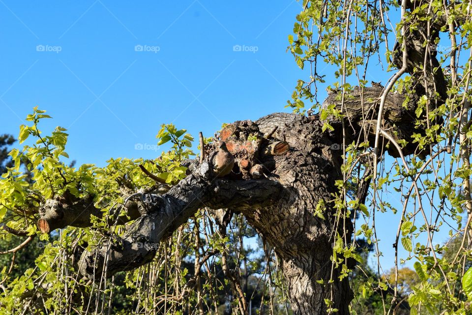 Bird nest