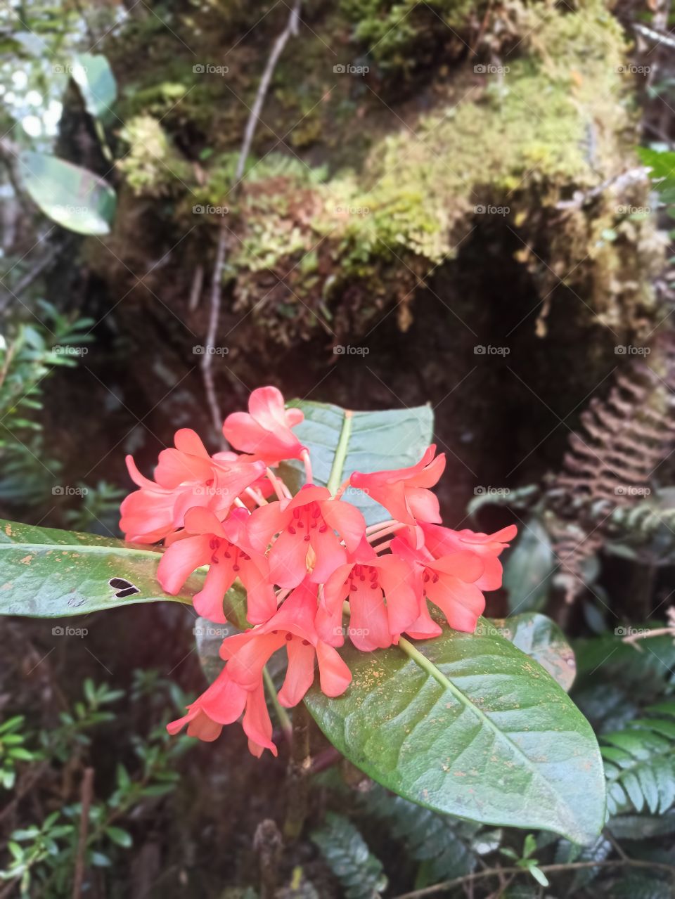 Rhododendron of Mount Kinabalu, Sabah Borneo, Malaysia