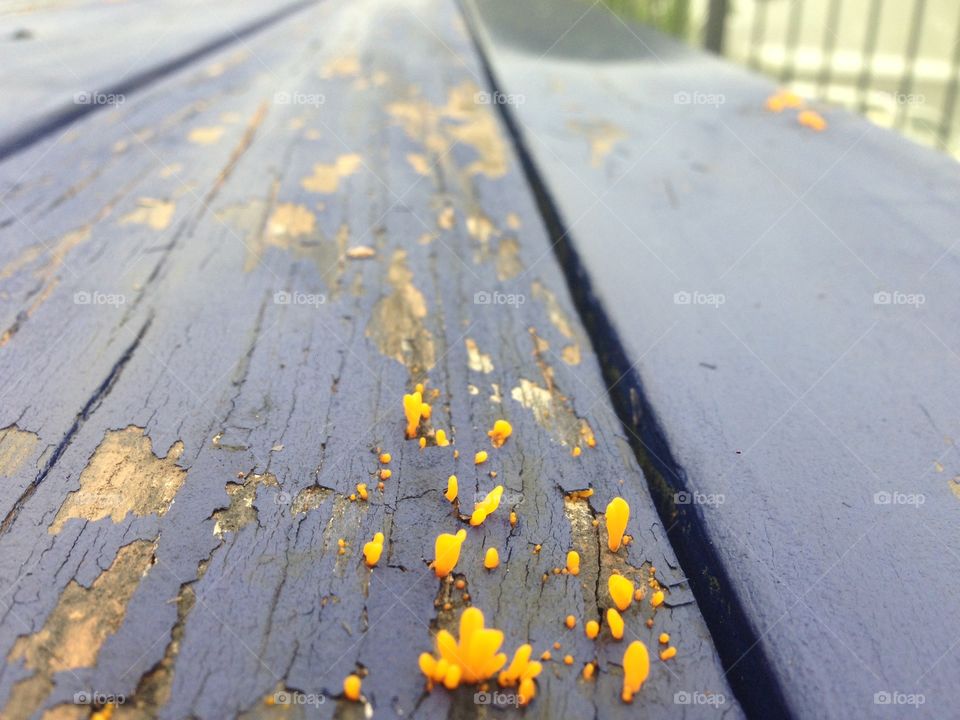 Worn wooden table, wears weird yellow fungus