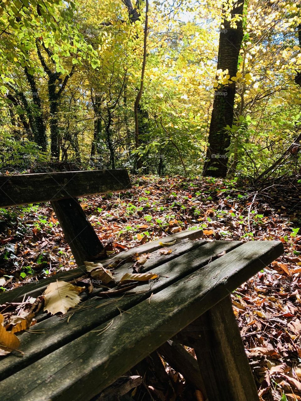 an old broken bench still awaits lovers under the foliage of a forest in autumnal garb