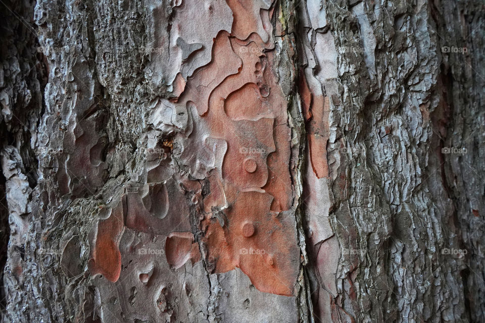 relief of trees in Sochi
