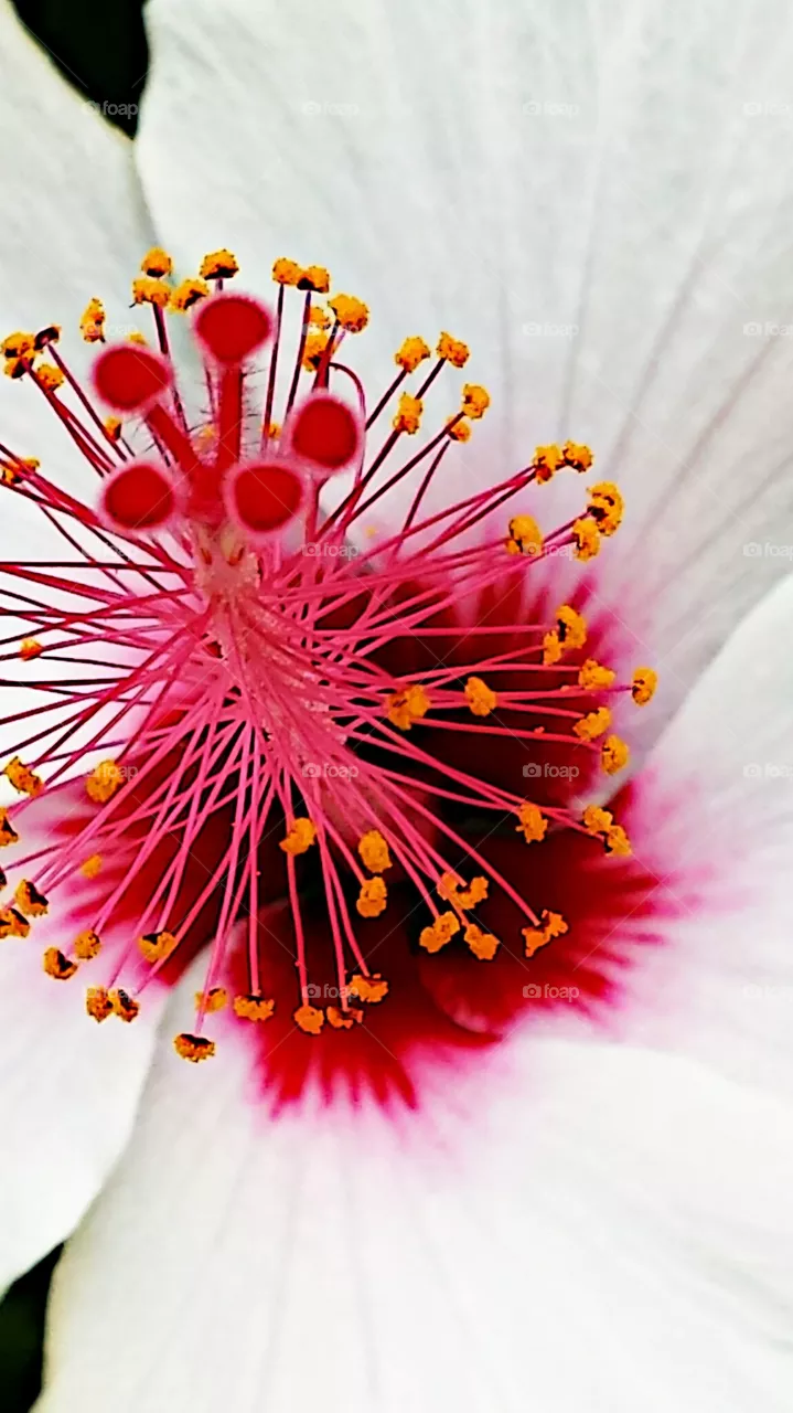 "Hibiscus"