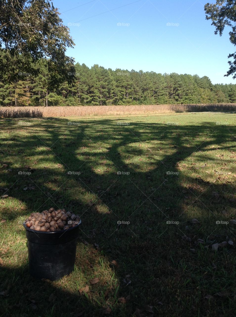 Shadow of Pecan Tree beside bucket full of Pecans