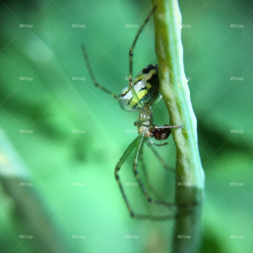 Greenish spider on glass stalk