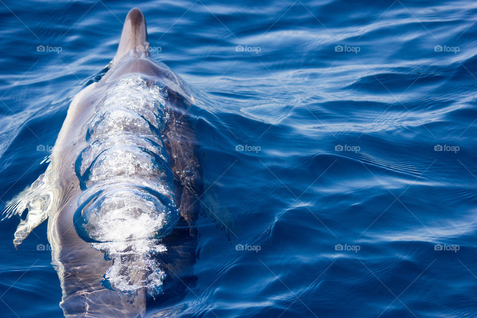 Australia - Mirimbula, dolphin breaching 