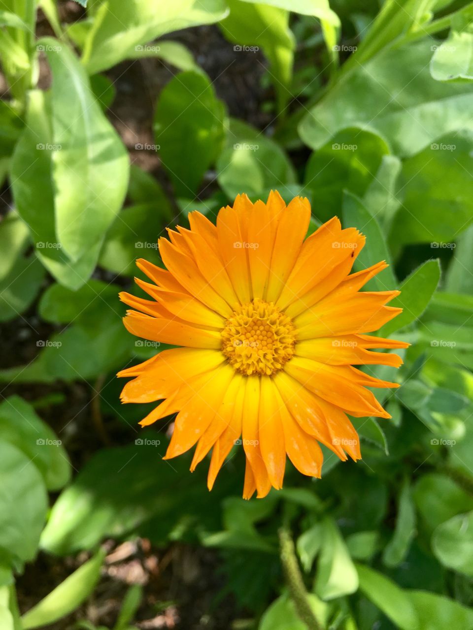 Orange Marigold