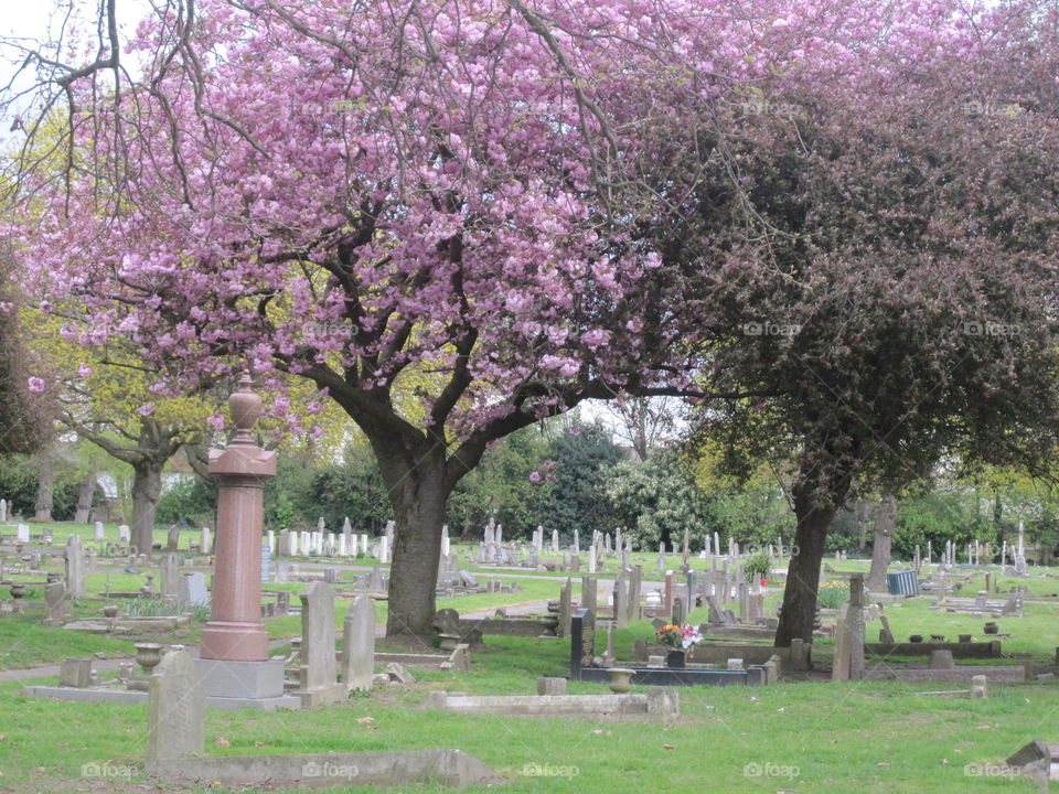 graveyard with blossoming trees
