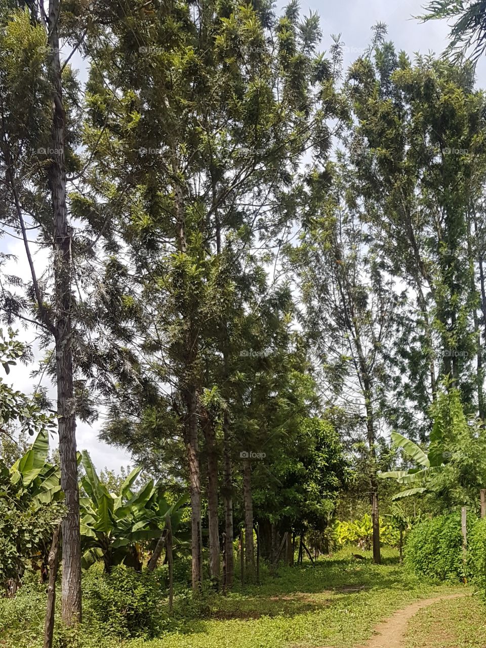 Trees along a pathway.
