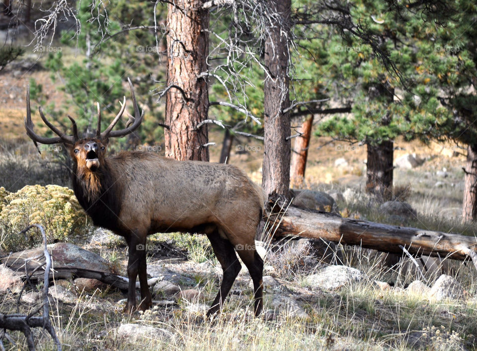 Elk