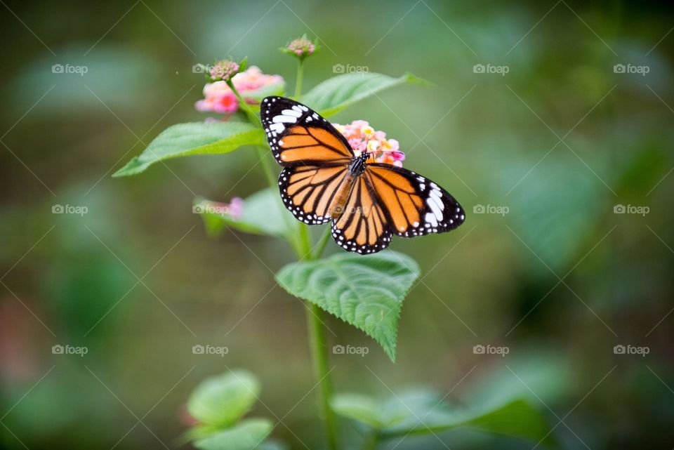 Beautiful and colourful butterfly