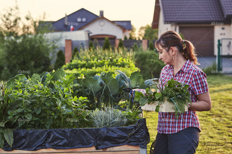 Woman working in a home garden in the backyard, picking the vegetables and put to wooden box. Candid people, real moments, authentic situations