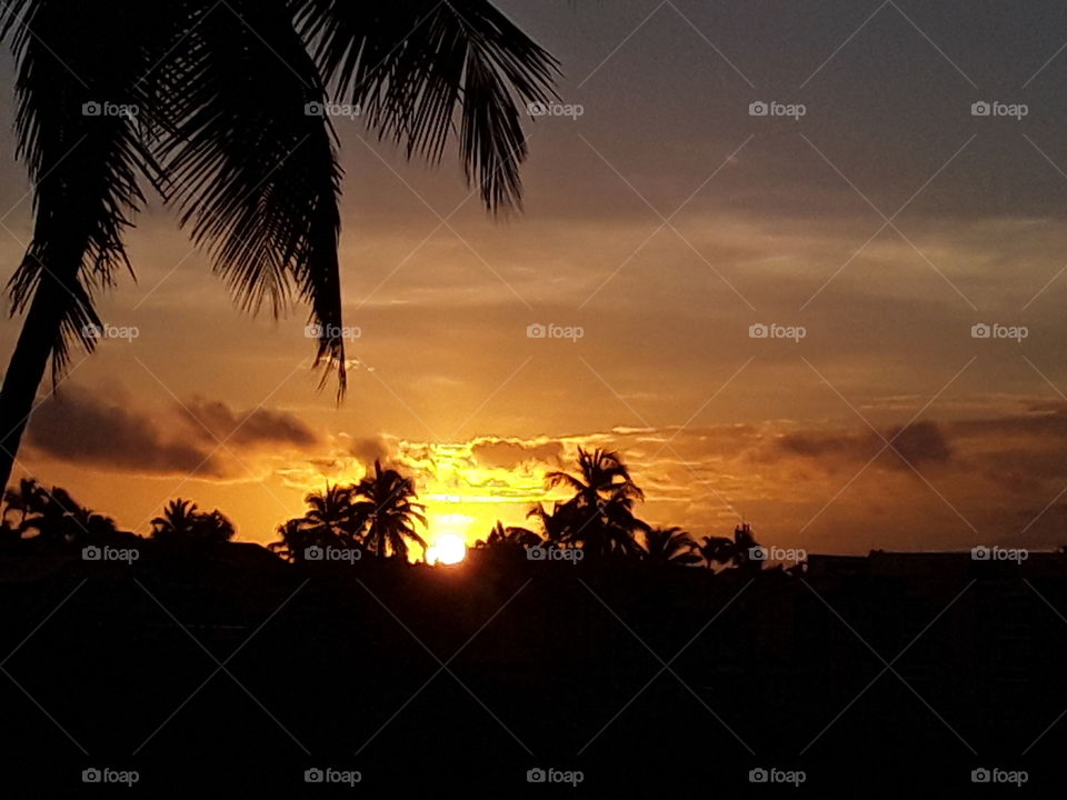 bright colors of dawn. yellow and orange. palm tree silhouettes