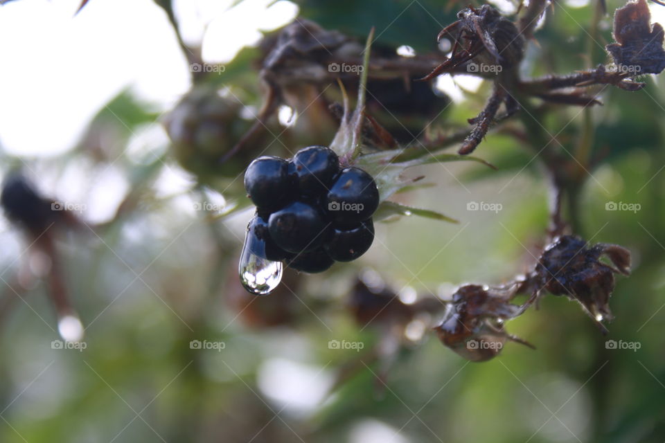 Raindrops. A berry after the rain