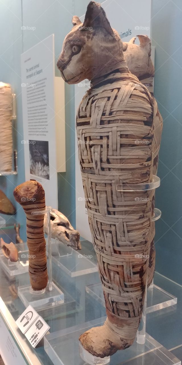 exhibit of mummified egyption cats