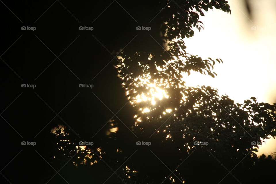 Silhouette Photography! Tree leaves and Evening Sunlight
