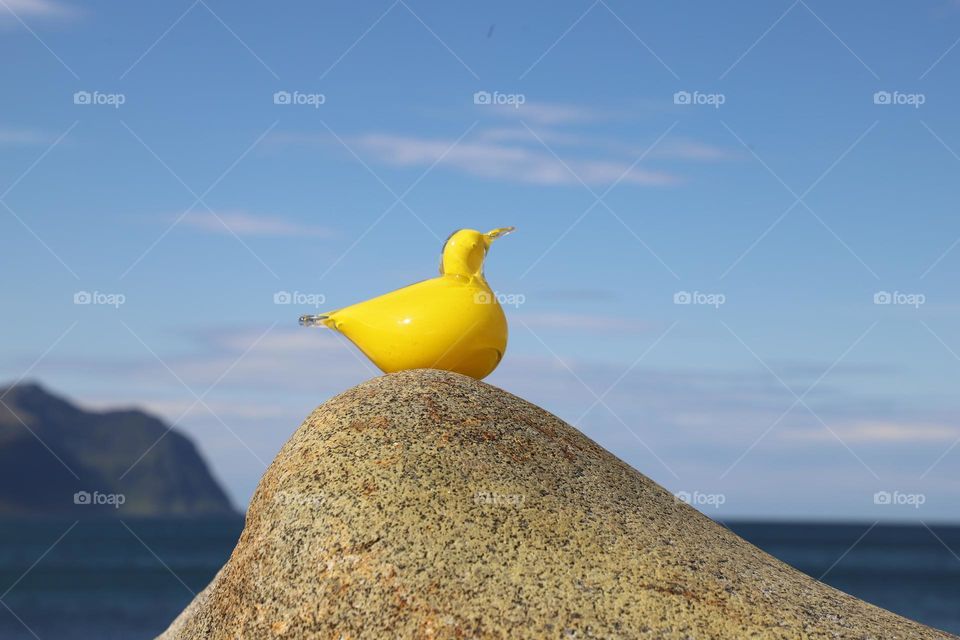 Bird on the rock?