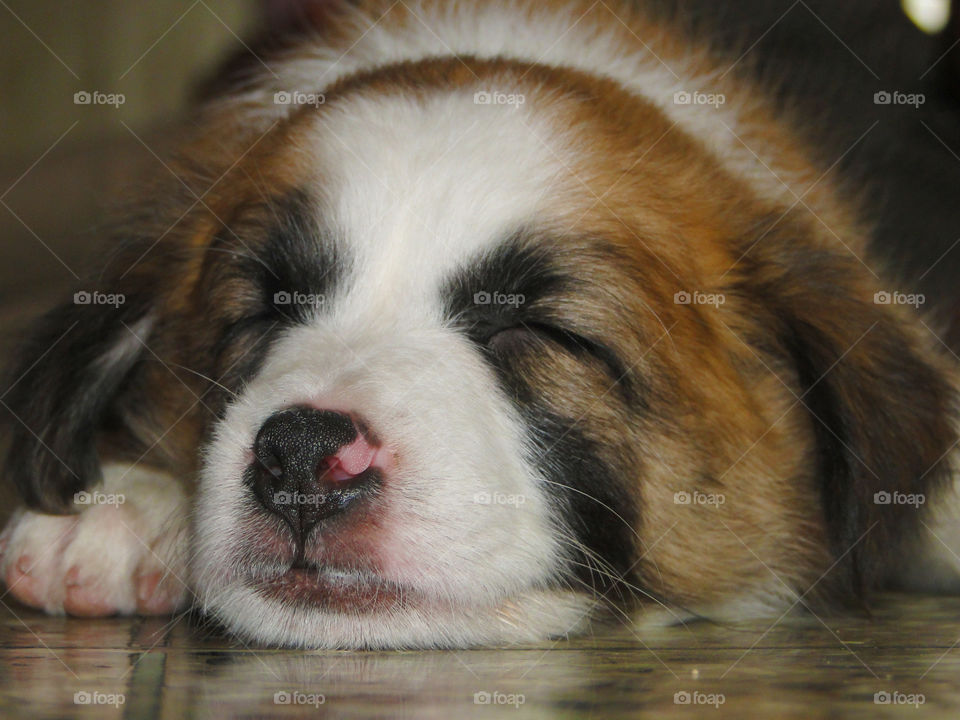 Cute puppy sleeping, pets