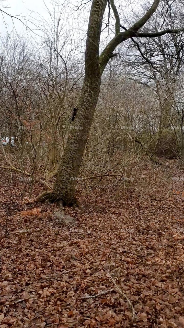 urban nature wildlife