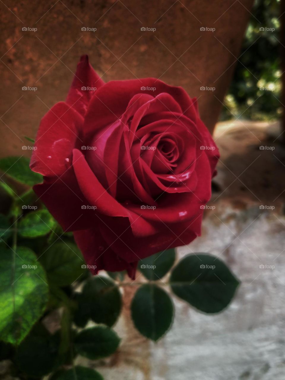Beautiful Red Rose