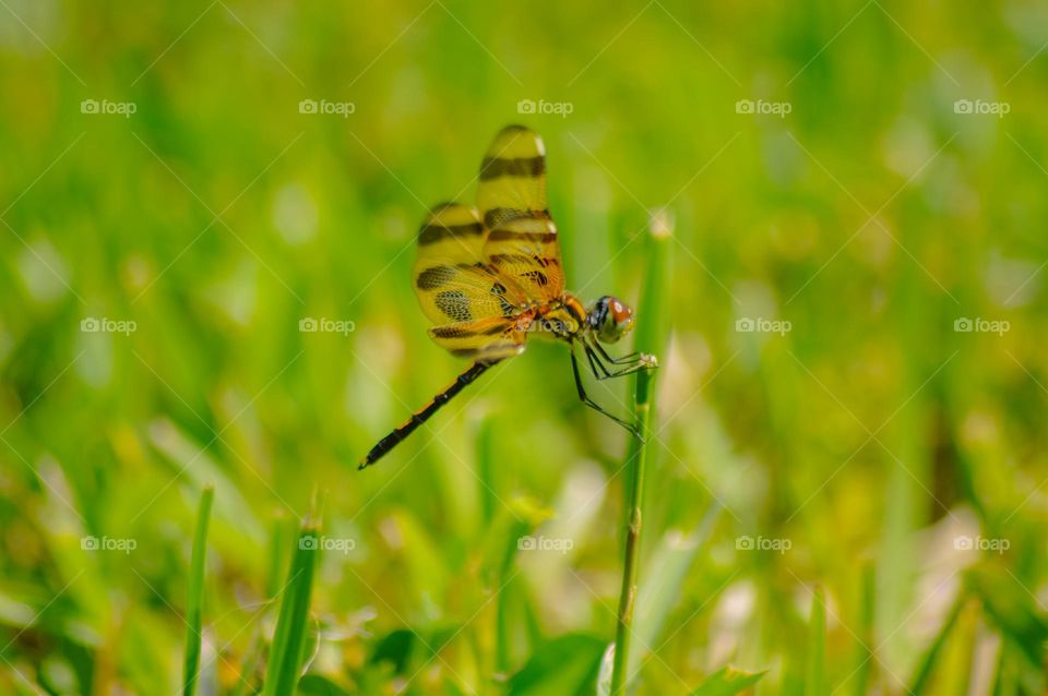 Dragonfly in the garden 