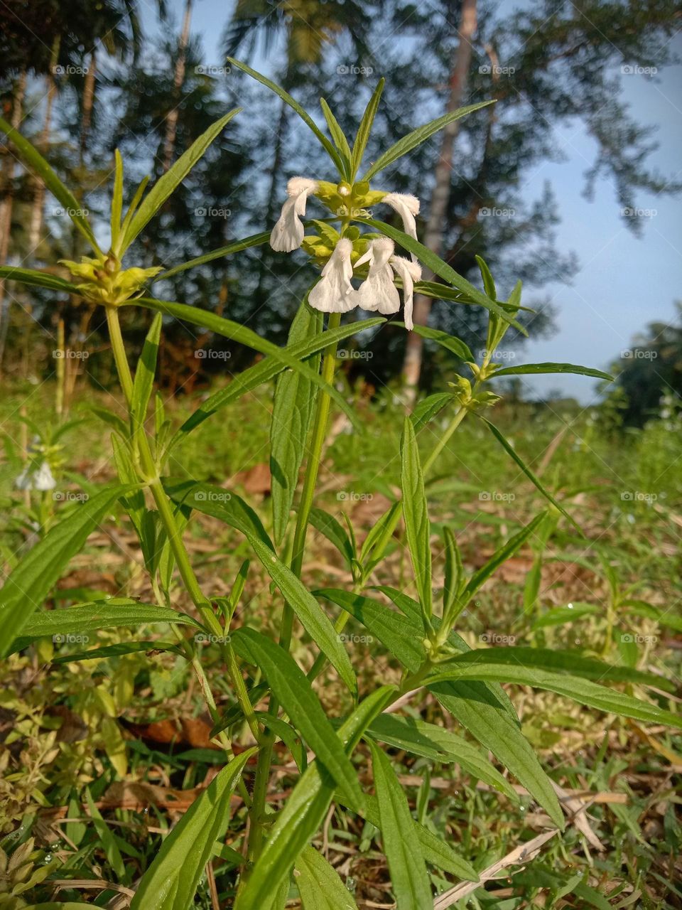 Leucas Aspera (thumbai) in the field- in January